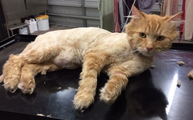 Oscar is a Long hair domestic.