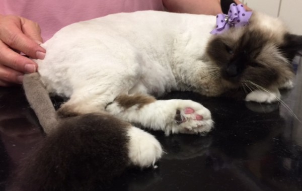 Madina is a Birman.