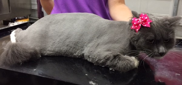 Meow Meow is a Long hair domestic.