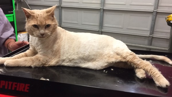 Archie (girl) is a 17 yr old Short hair domestic.