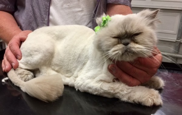 Stella is a Persian.