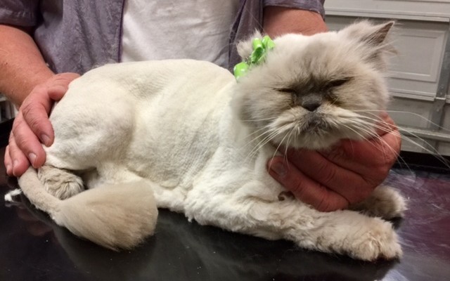 Stella is a Persian.