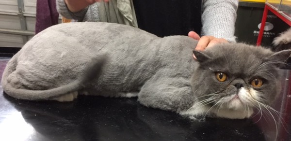 Wilson is an Exotic Short hair