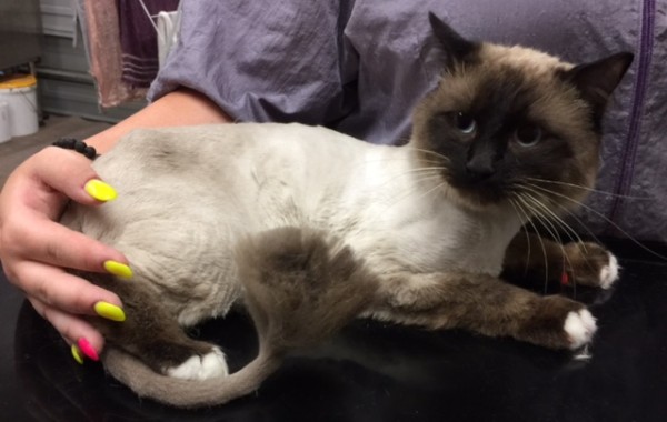 Pops is a Ragdoll.