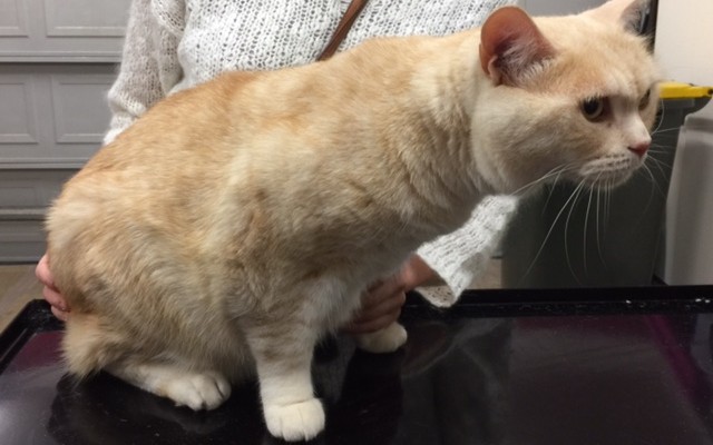 Ottie is a British short hair.