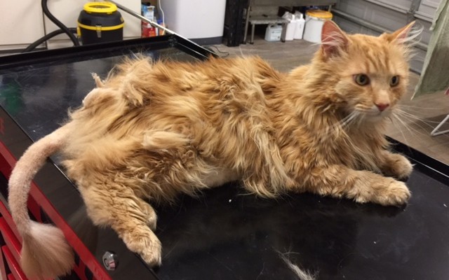 Oscar is a Long hair domestic.