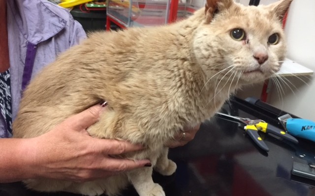 Archie (girl) is a 17 yr old Short hair domestic.