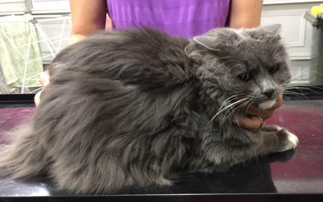 Meow Meow is a Long hair domestic.