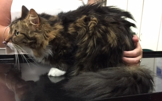 Paris is a long hair domestic.