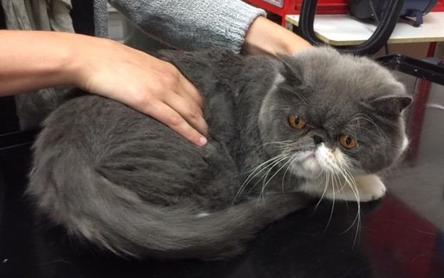 Max is a Persian.