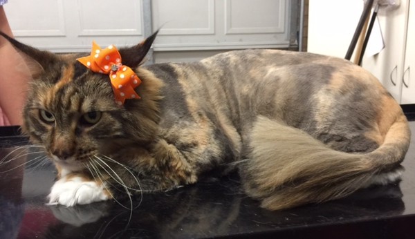 Emmy is a Maine Coon