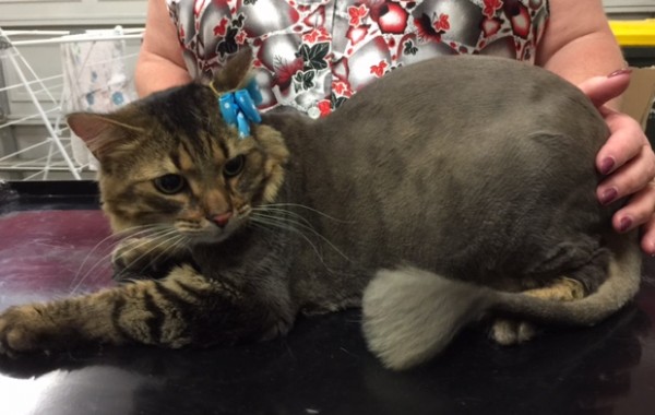 Tigga is a medium hair domestic.