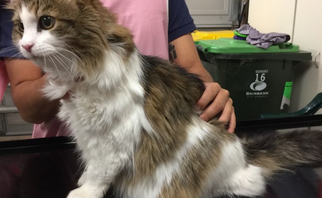 Sora is a medium hair domestic.