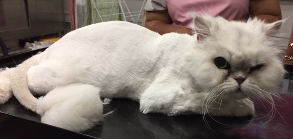 Jumanah is a Chinchilla.