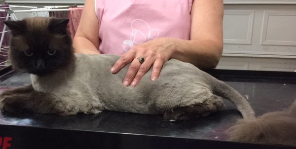 Jimmy is a Ragdoll.
