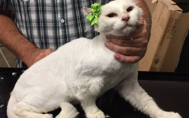 Little is a 17 yr old medium hair domestic.