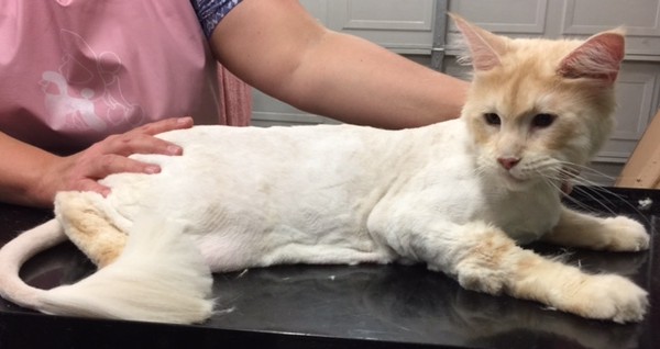 Charlie is a Maine Coon