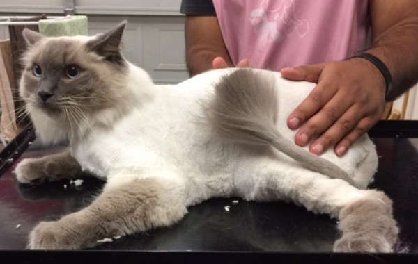 Spiro is a Ragdoll.