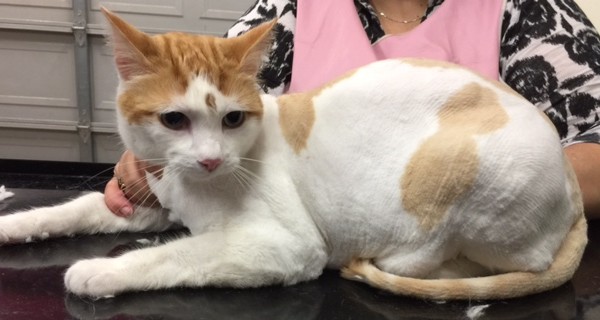 Muggsy is a Short hair domestic.