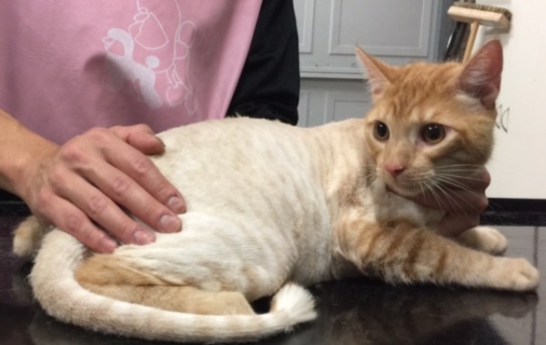 Chester is a Short hair domestic.