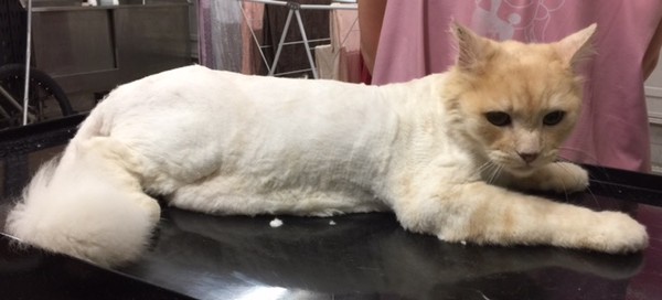 Oliver is a Long hair domestic.