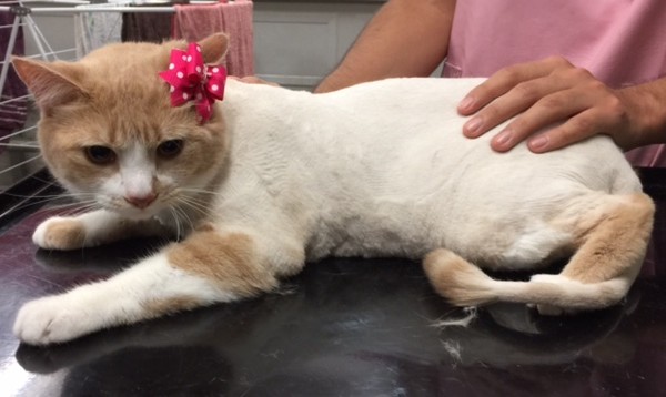 Perlita is a Short hair domestic.