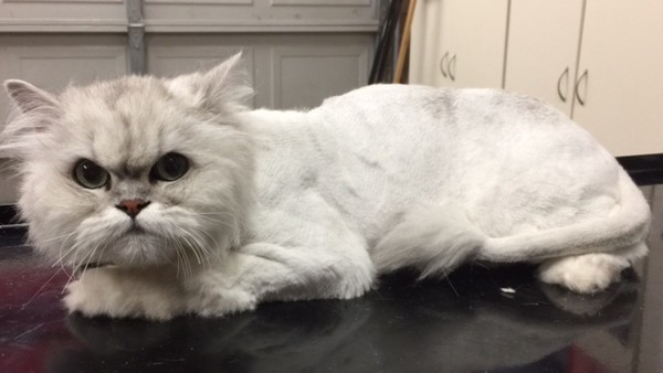 sheniece is a crazy chinchilla Persian.