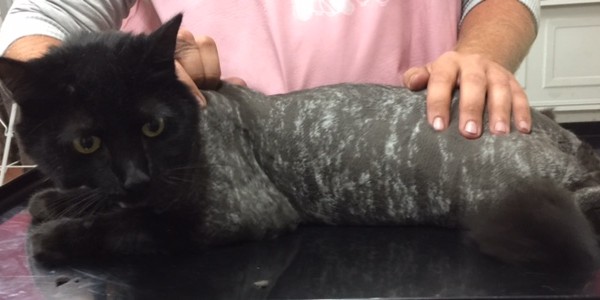 Milo is a Medium hair domestic. Look at his unusual colourings.