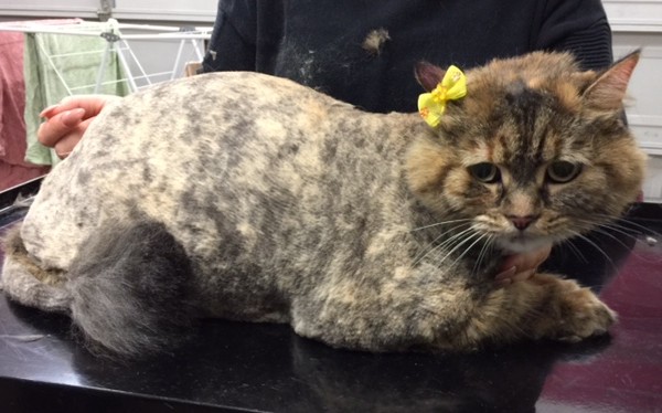 Lulu is a medium hair domestic.