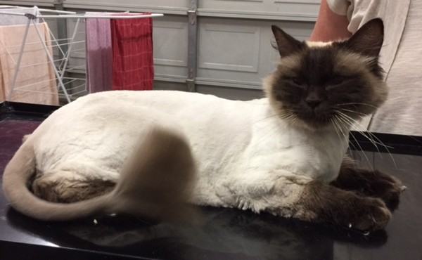 Monty is a Ragdoll.