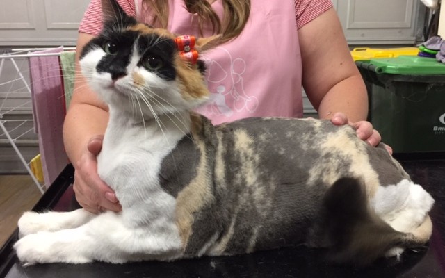 Skittels is a medium hair domestic.