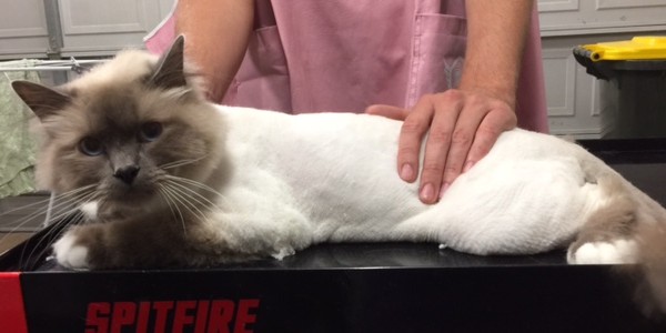 George is a Birman.