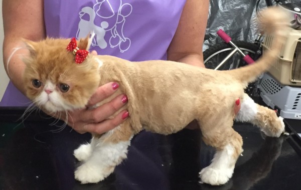 Winnie is a Persian.