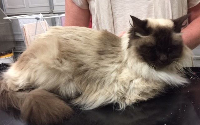 Monty is a Ragdoll.