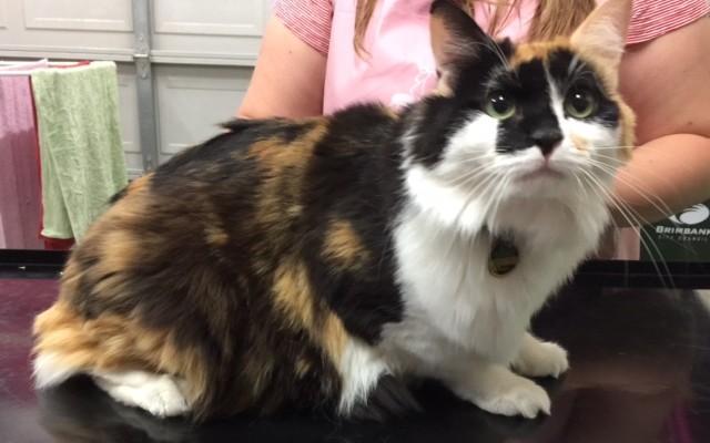 Skittels is a medium hair domestic.