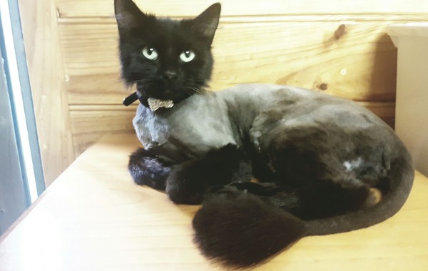 Buffy is a medium hair domestic.