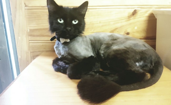 Buffy is a medium hair domestic.