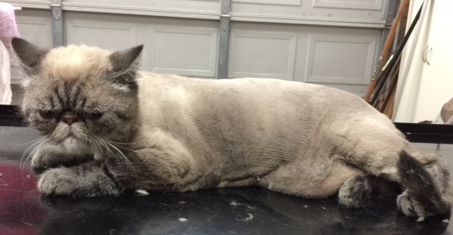 Monty is an Exotic Short Hair.