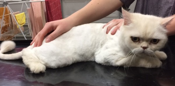 Wilbur is an Exotic Short Hair.