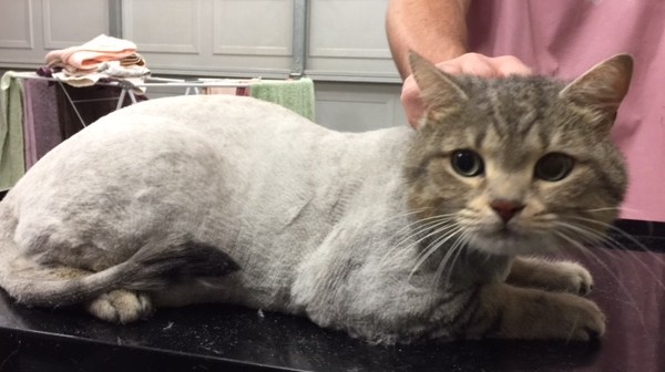 Mintie is a tabby British short hair x.