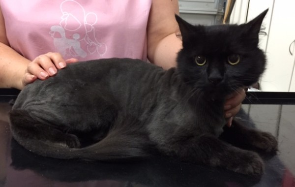 Maximus is a Long hair domestic.