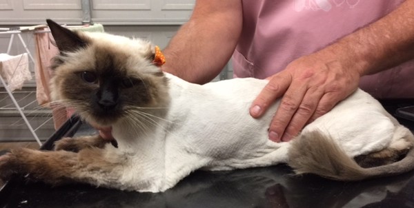 Philomena is a Ragdoll.