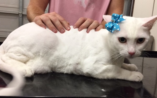 Snow is a medium hair domestic.
