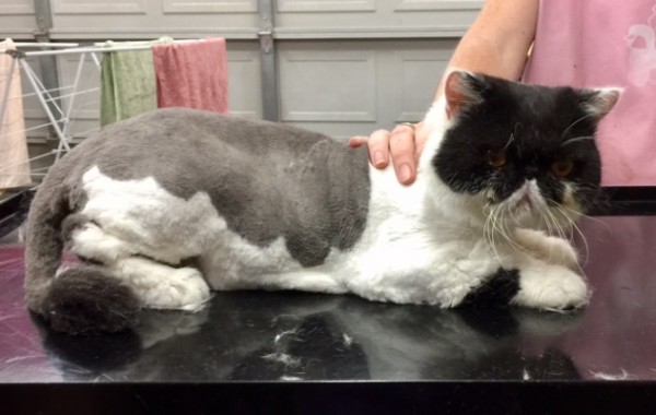 Darby is an Exotic Short Hair