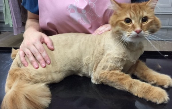 Seamus is a Long hair domestic.