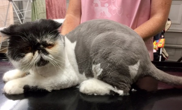 Simon is an Exotic Short Hair