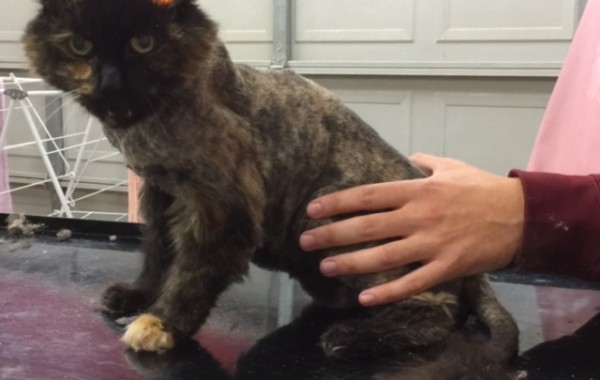 Scorpia the 22 yr old Long Hair Domestic. A Golden Oldie! . She sure had some things to say.