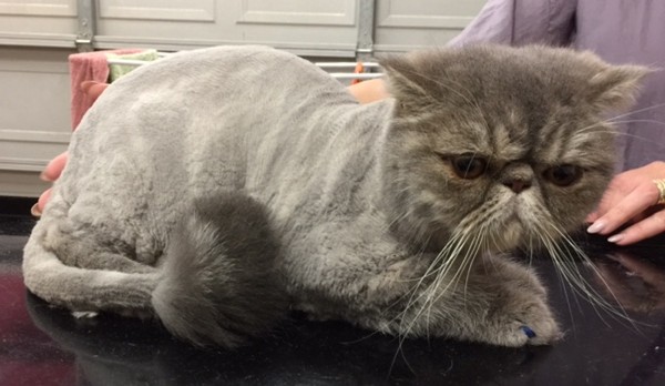 Teddy is an Exotic Short Hair.