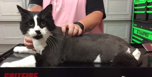 Jet is a 10 kg long hair domestic.