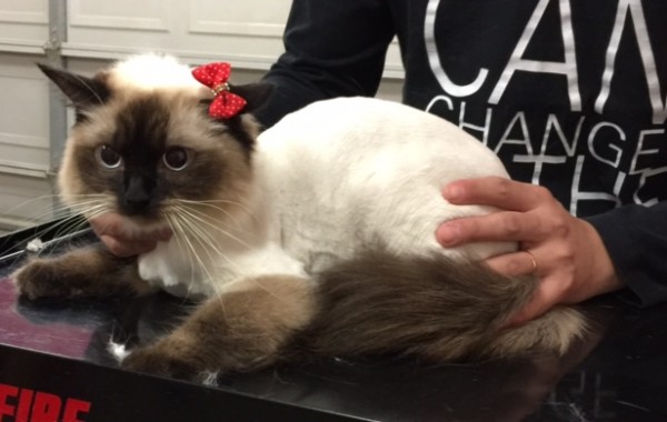 Mui is a Ragdoll.